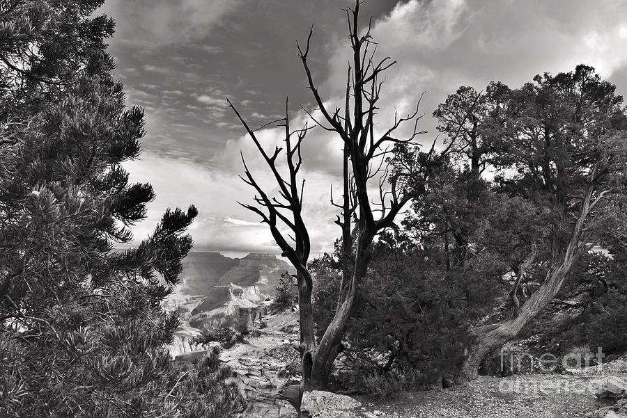 Grand Canyon National Park Photograph - Dramatic Canyon Trees by Janet Marie