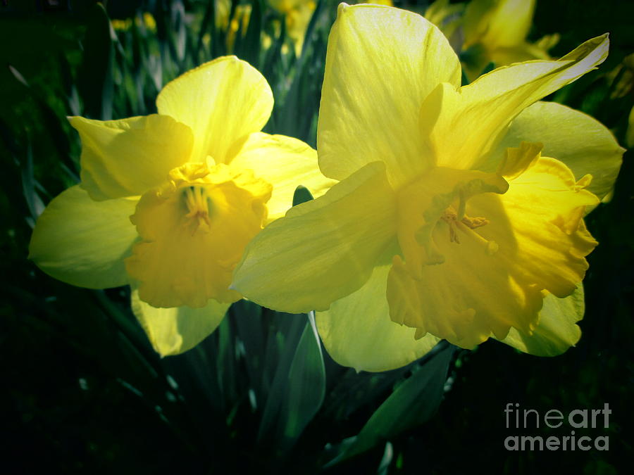 Dramatic Daffodils Photograph by Martin Howard