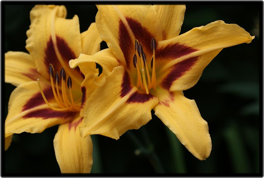 Bonanza Dramatic Daylilies Photograph by Holly Eads | Fine Art America