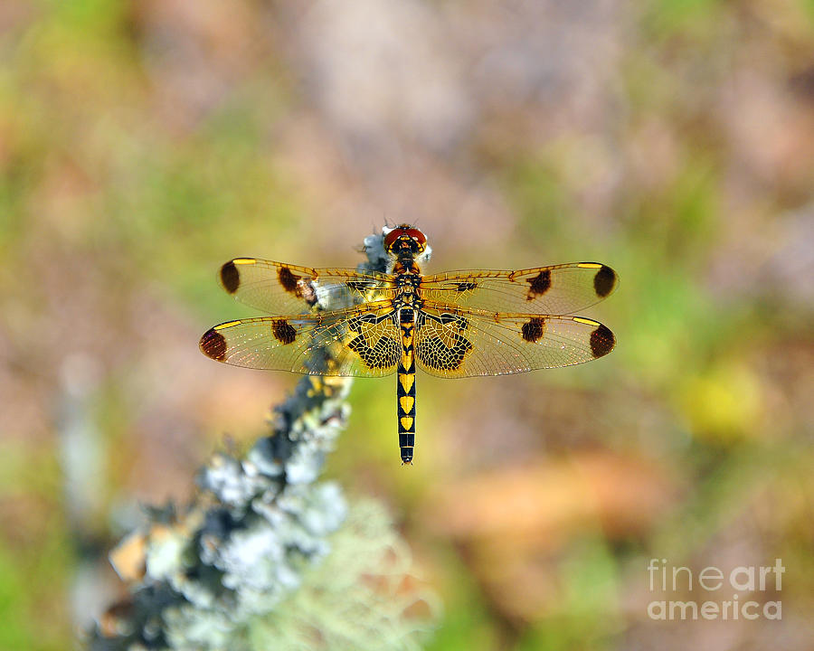 Pennant Dragonfly Photograph - Dramatic Detail by Al Powell Photography USA