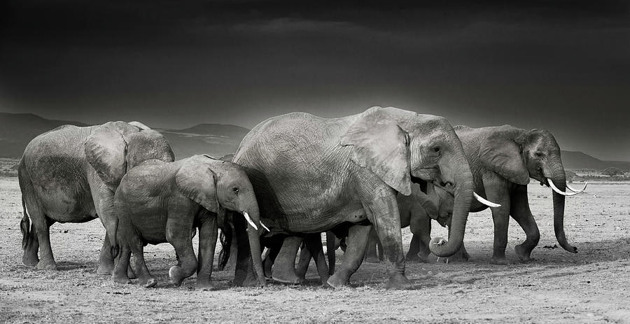 Dramatic Elephant Scene Photograph By Vicki Jauron Fine Art America