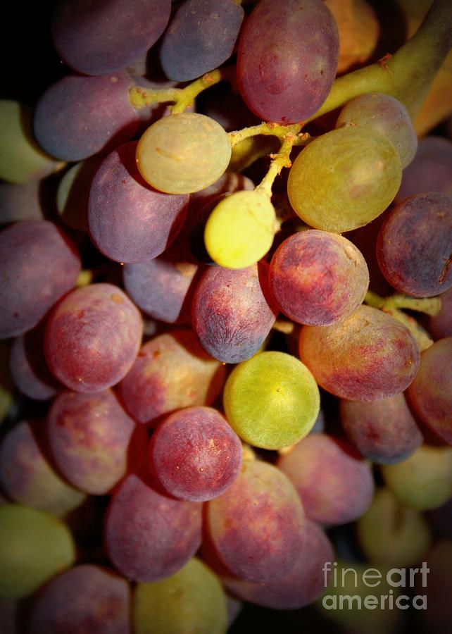 Dramatic Grapes Photograph by Carol Groenen