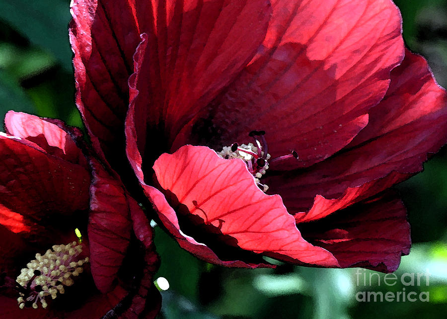 Dramatic Hibiscus in Red Photograph by Amy Dundon