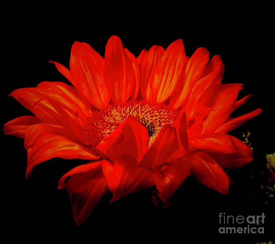 Dramatic in Red     Gerbera Daisy Photograph by Margie Avellino