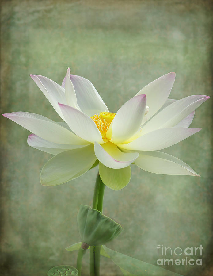 Dramatic Lotus  Photograph by Sabrina L Ryan