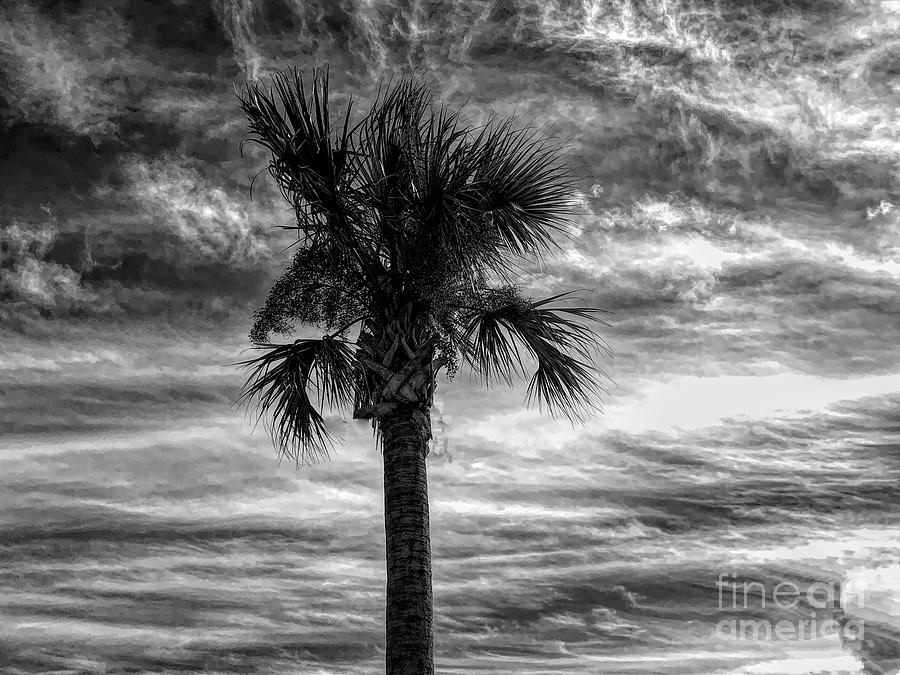 Dramatic Palm Tree in Black and White Photograph by Luther Fine Art