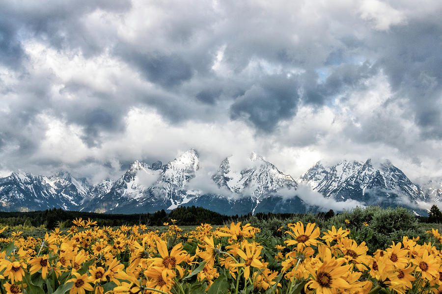 Dramatic Sky and Wildflowers With the Tetons Photograph by Tony Hake