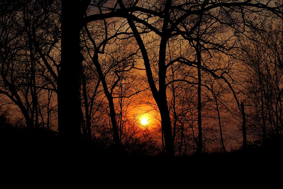 Tree Photograph - Dramatic Sunset Through Trees by Matt Quest