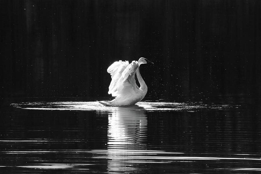 Dramatic Swan Photograph by Penny Meyers