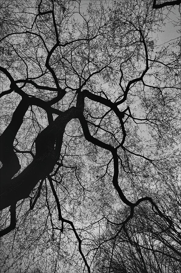 Dramatic Trees Photograph by Robert Ullmann