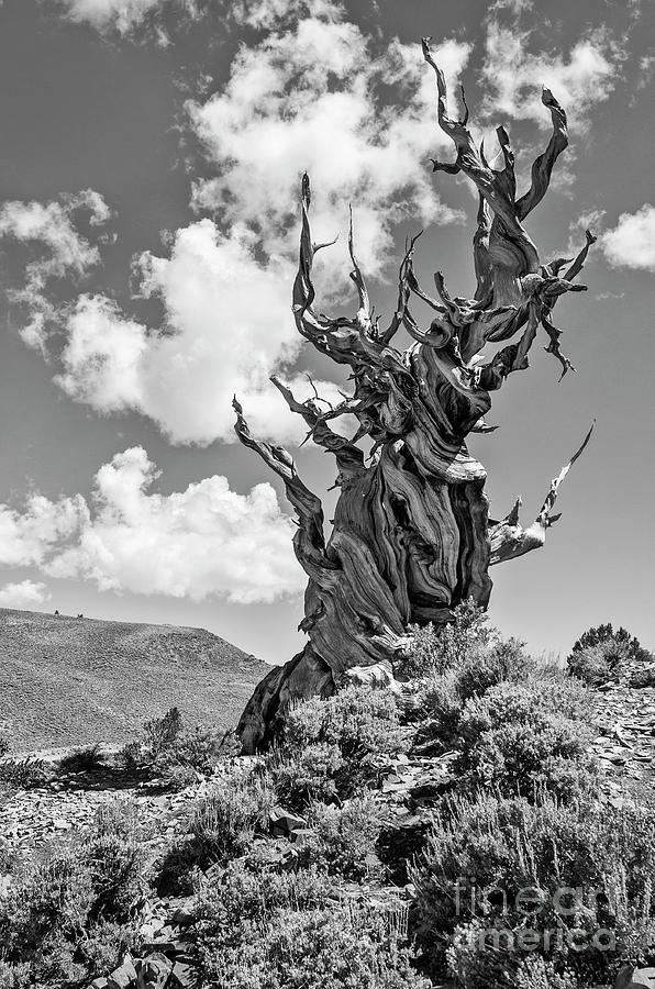 Nature Photograph - Dramatic view of the Ancient Bristlecone Pine Forest. by Jamie Pham