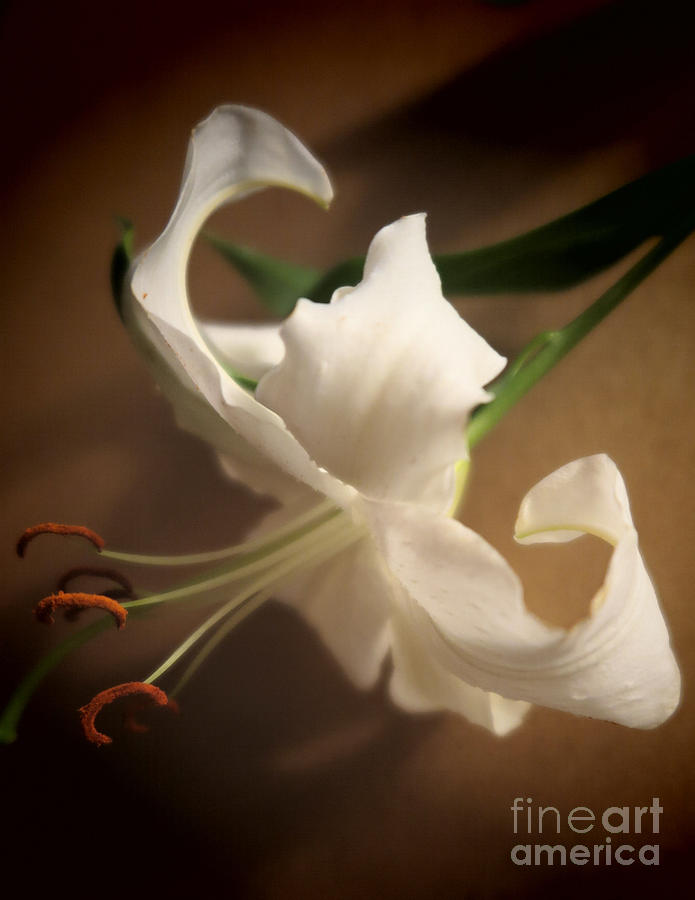 Dramatic White Lily 3 Photograph by Tara Shalton