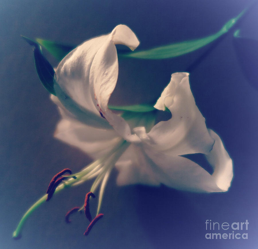 Dramatic White Lily 4 Drawing by Tara Shalton