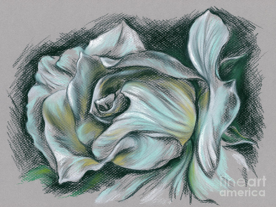 Dramatic White Rose Drawing by MM Anderson