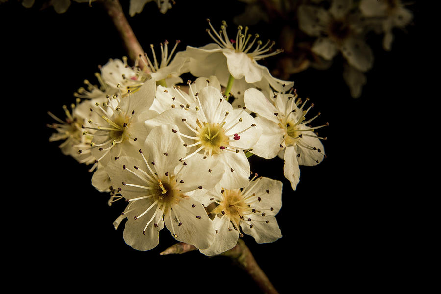 Dramatic Wild Plum Blooms 5536.02 Photograph by M K Miller