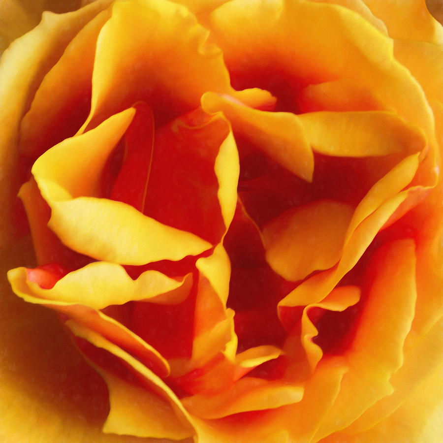 Dramatic Yellow Rose Photograph by Bonnie Follett