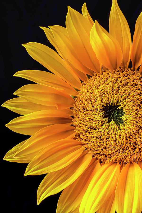 Dramatic Yellow Sunflower Photograph by Garry Gay