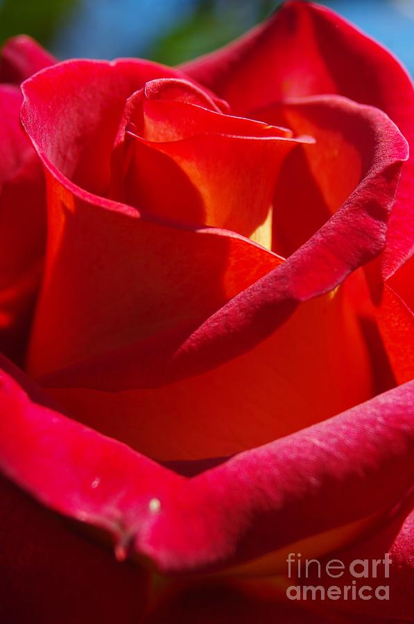 Rose Photograph - Draped in Velvet by Lorles Lifestyles Rose Photograph - Draped in Velvet by Lorles Lifestyles
