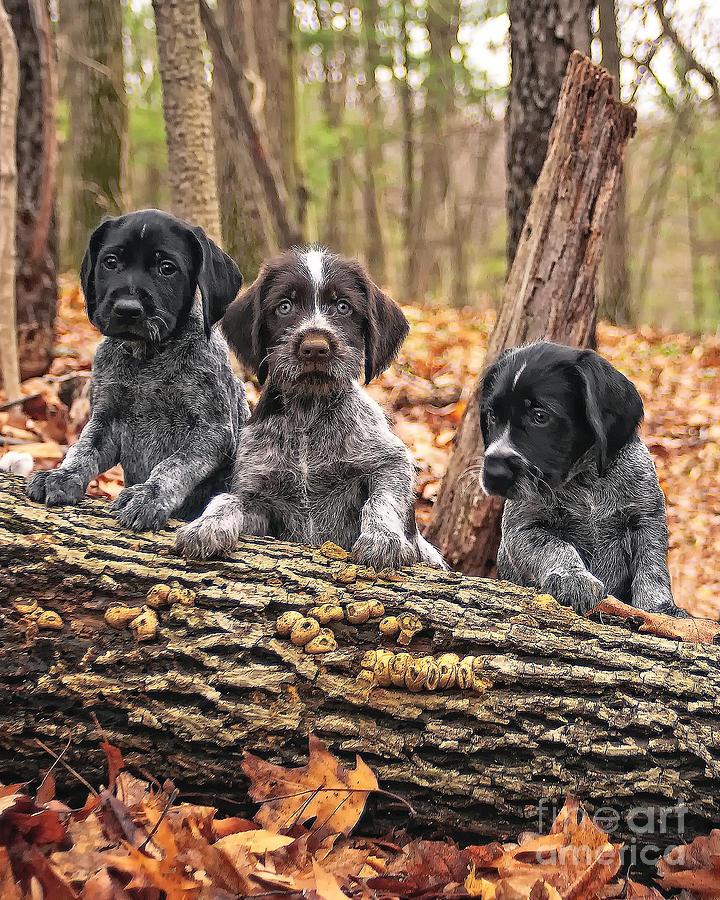 Dog Photograph - Drahthaar Pups Three by Timothy Flanigan
