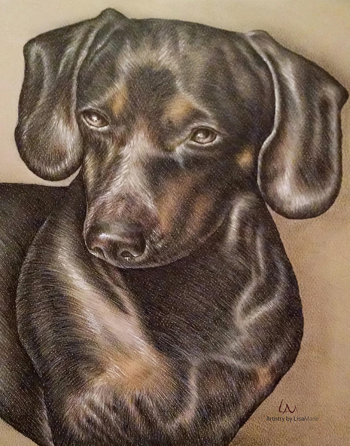 Dog Portrait Drawing - Drawing of a Dachshund Dog by Lisa Marie Szkolnik