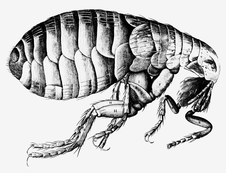 Drawing Of A Flea Photograph by Fine Art America