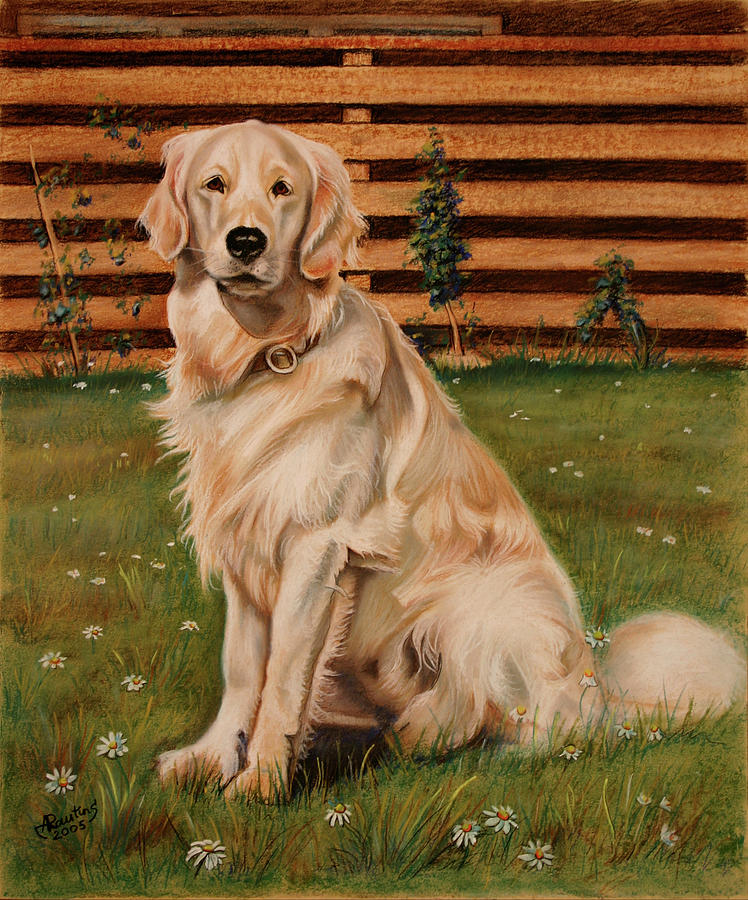 Drawing of a Golden Retriever Drawing by Agris Rautins Fine Art America