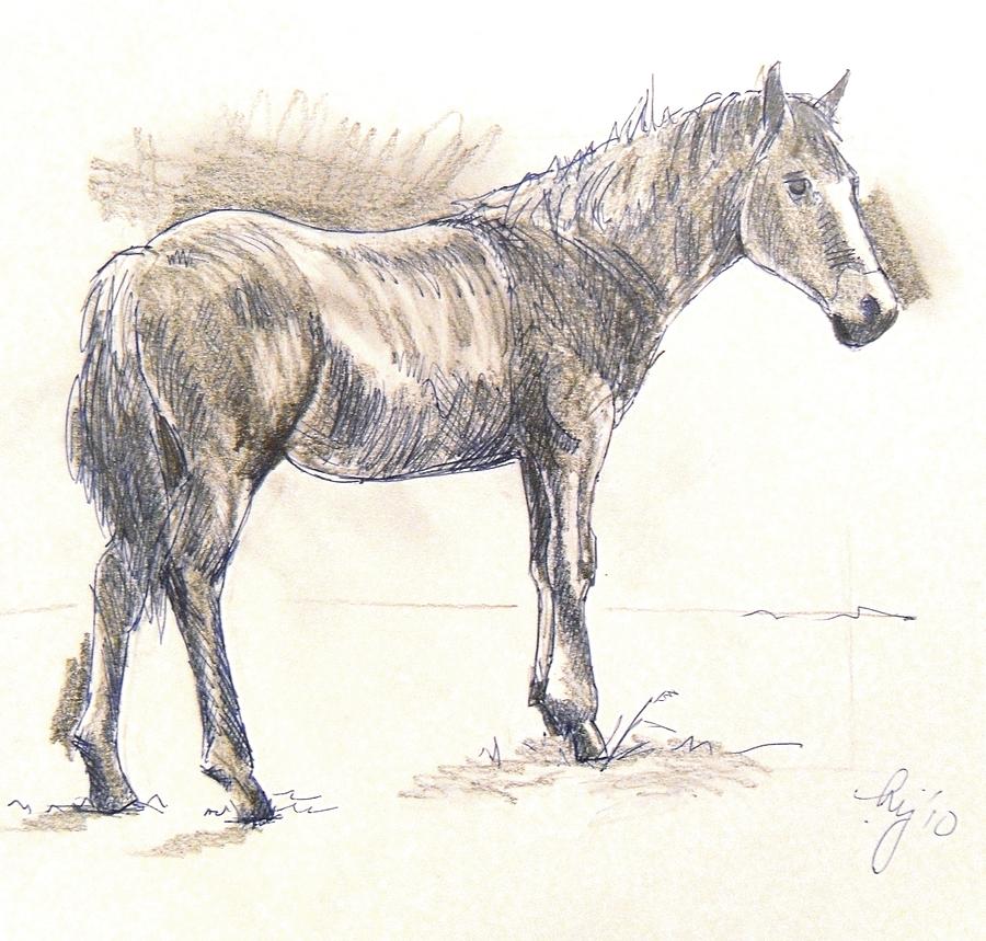 Drawing of a Horse Drawing by Mike Jory