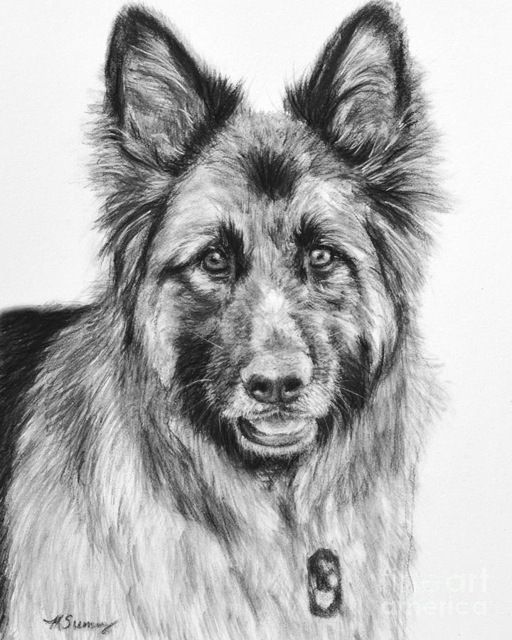 Nature Drawing - Drawing of a Long-Haired German Shepherd by Kate Sumners
