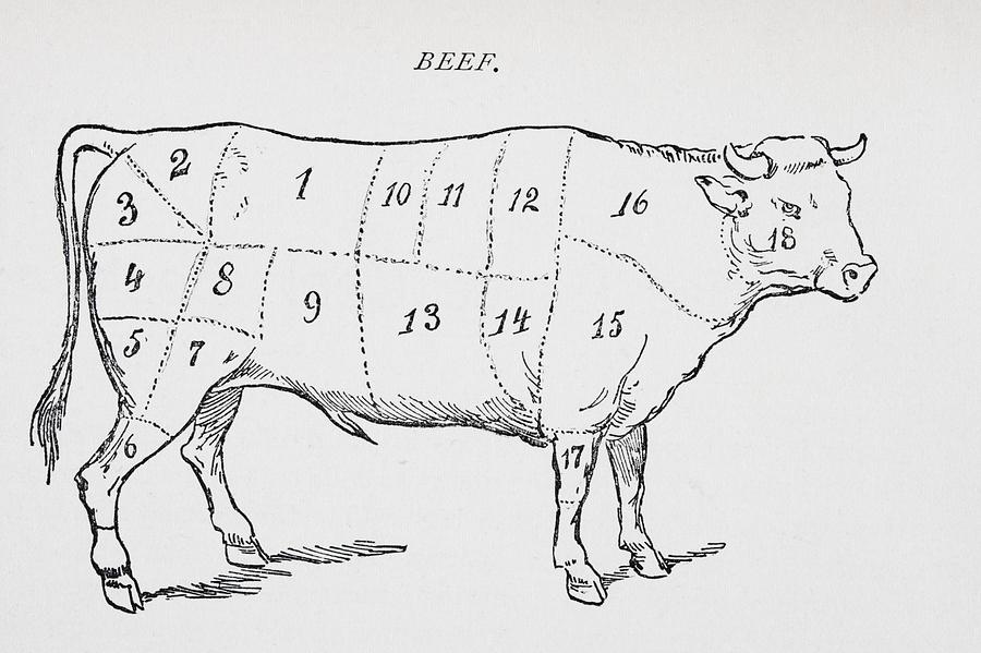 Drawing Of Bullock Marked To Show 18 Drawing by Vintage Design Pics ...