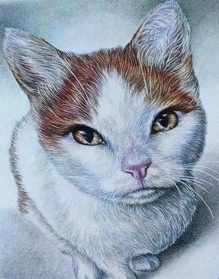 Pet Portrait Drawing - Drawing of Orange and White Cat by Lisa Marie Szkolnik