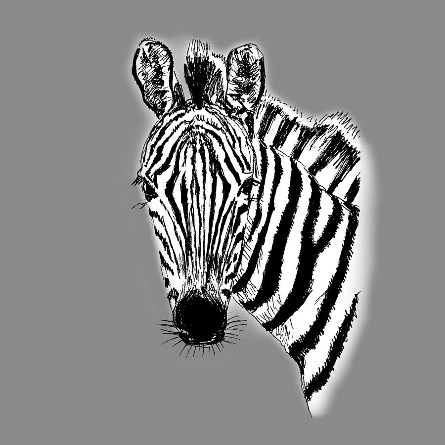 Drawing Zebra Drawing by Masha Batkova