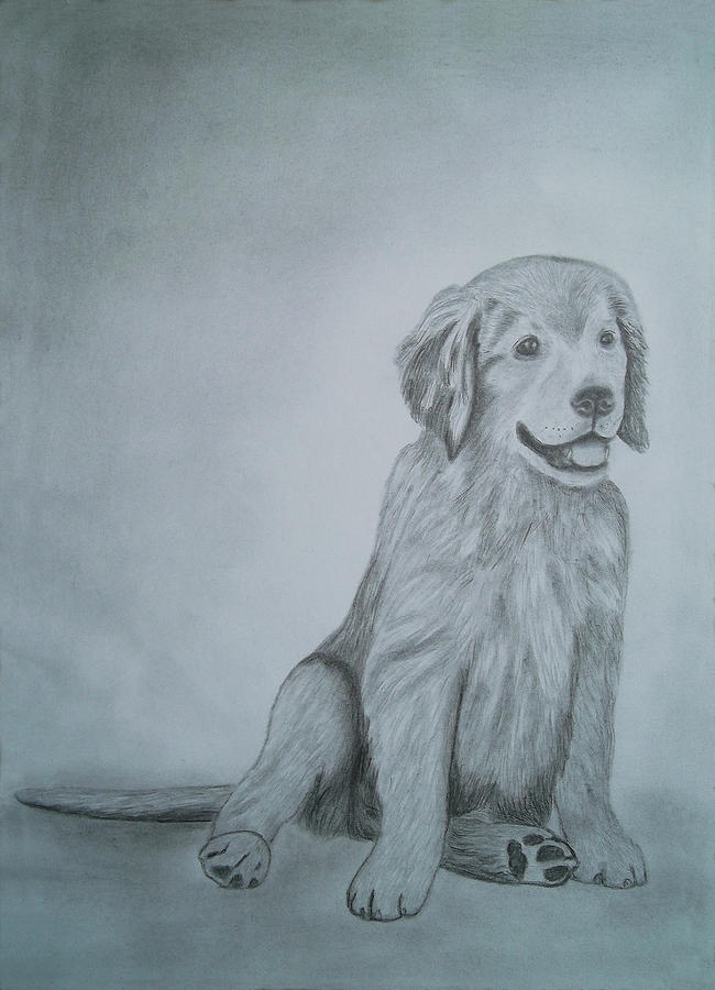 Drawings Portrait Artwork of a Little Dog   Drawing by Luigi Carlo