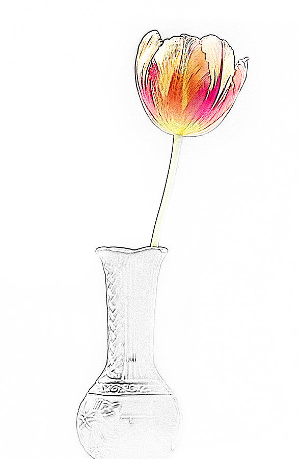 Drawn Tulip In Vase Photograph