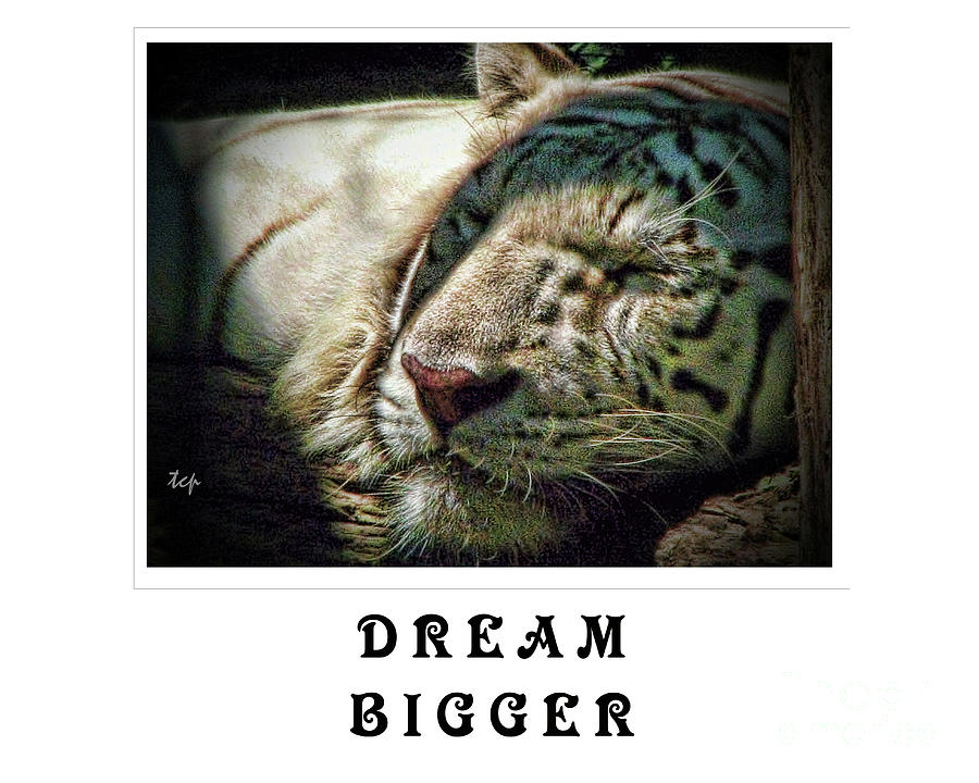 Dream Bigger Photograph by Traci Cottingham