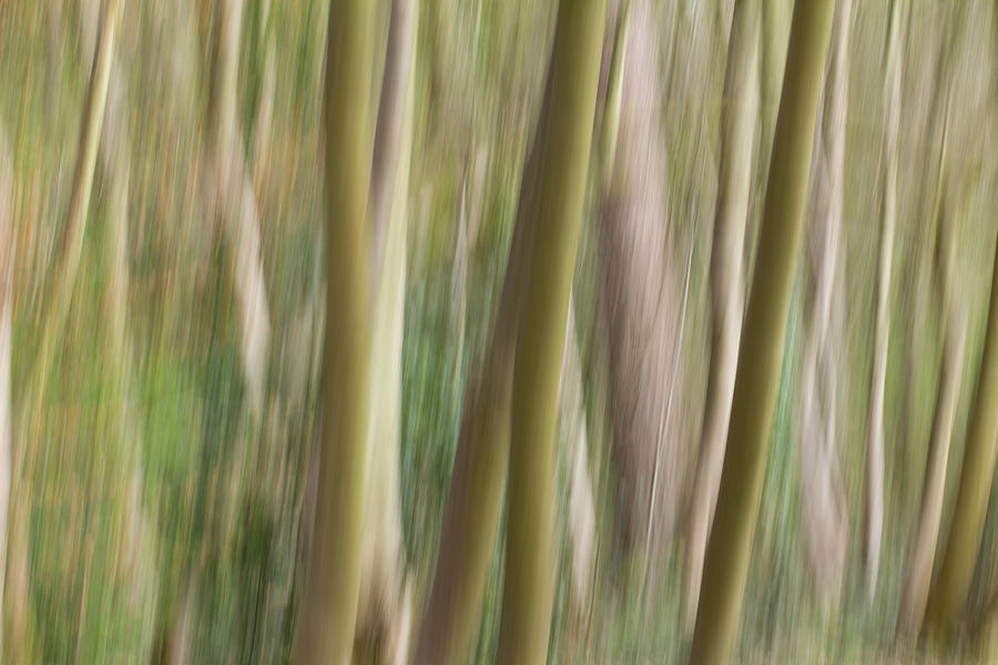 Abstract Photograph - Dream Forest by Clare Bambers