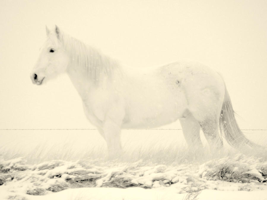 Dream Horse... Photograph by Al Swasey