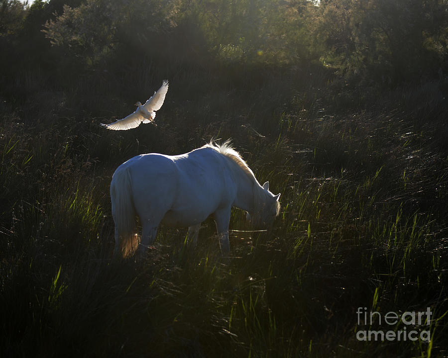 Dream Horse of the Camargue Photograph by Carien Schippers