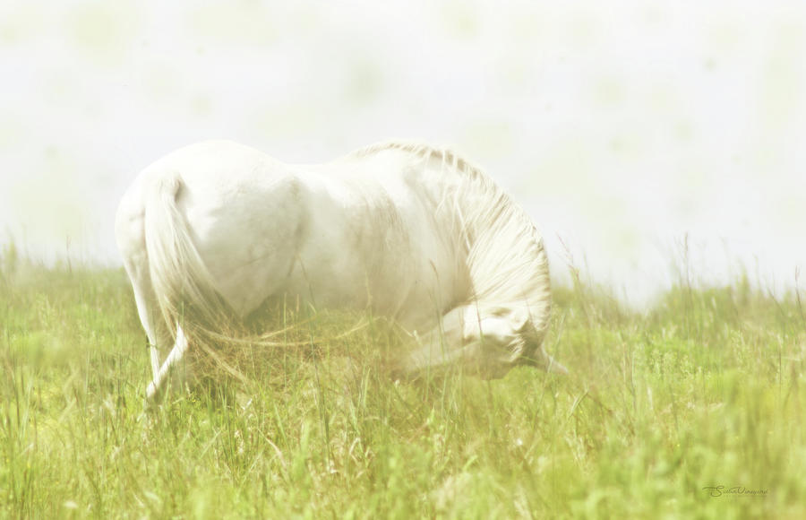 Dream Horse Photograph by Susan Vineyard