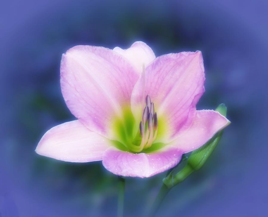 Lily Photograph - Dream Lily - Daylily by MTBobbins Photography