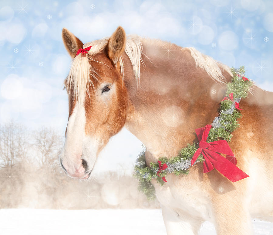 Christmas Photograph - Dream of a Gift Horse by Sari ONeal