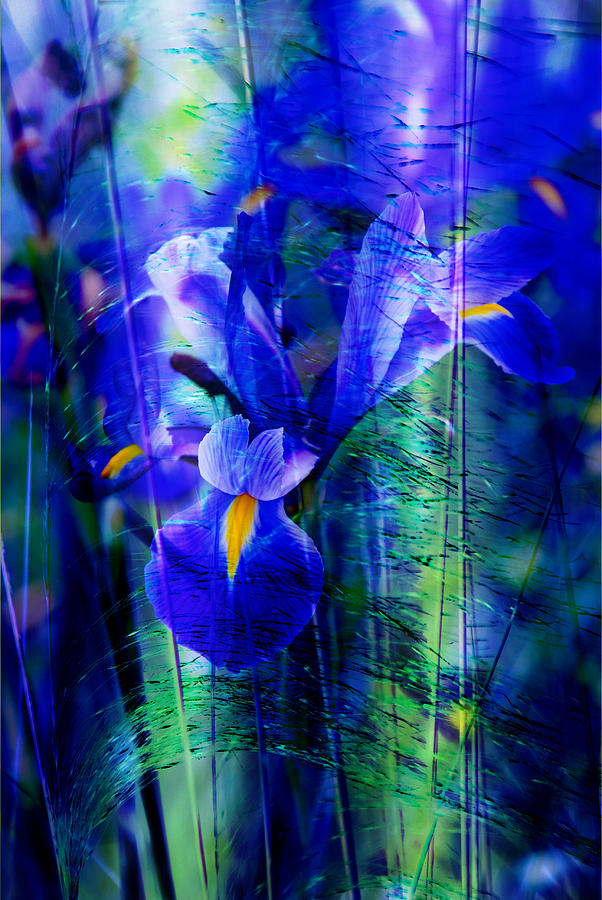 Iris Photograph - Dream of Iris by Susanne Van Hulst