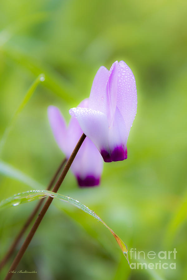 Dream on purple dew drops Photograph by Arik Baltinester