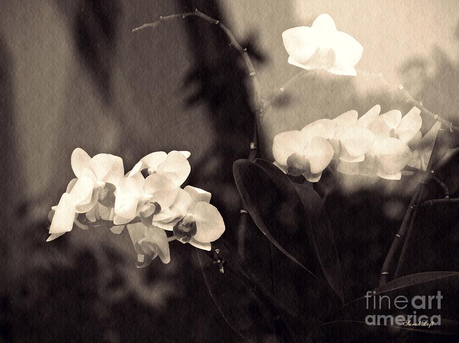 Orchid Photograph - Dream State  Sepia by Sarah Loft