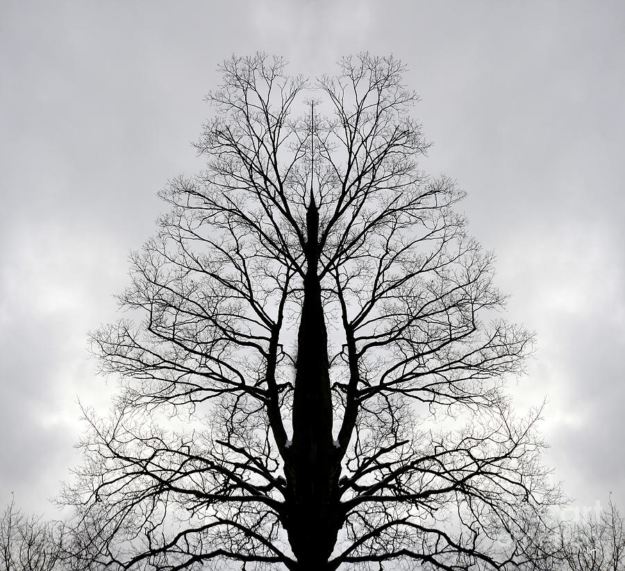 Dream Tree Photograph by Alana Ranney