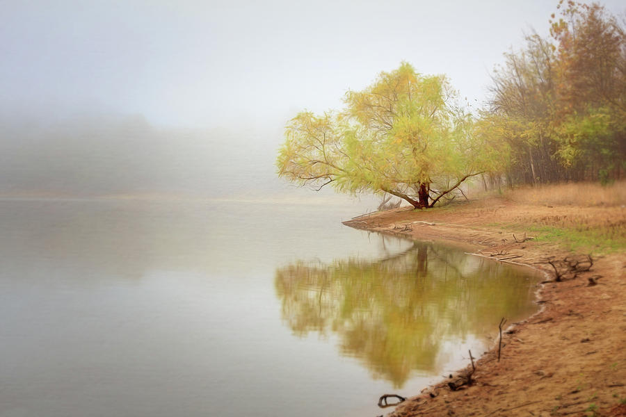 Dream Tree Photograph by Robert FERD Frank