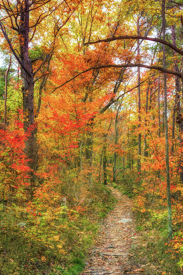 Fall Photograph - Dream Walking by John M Bailey