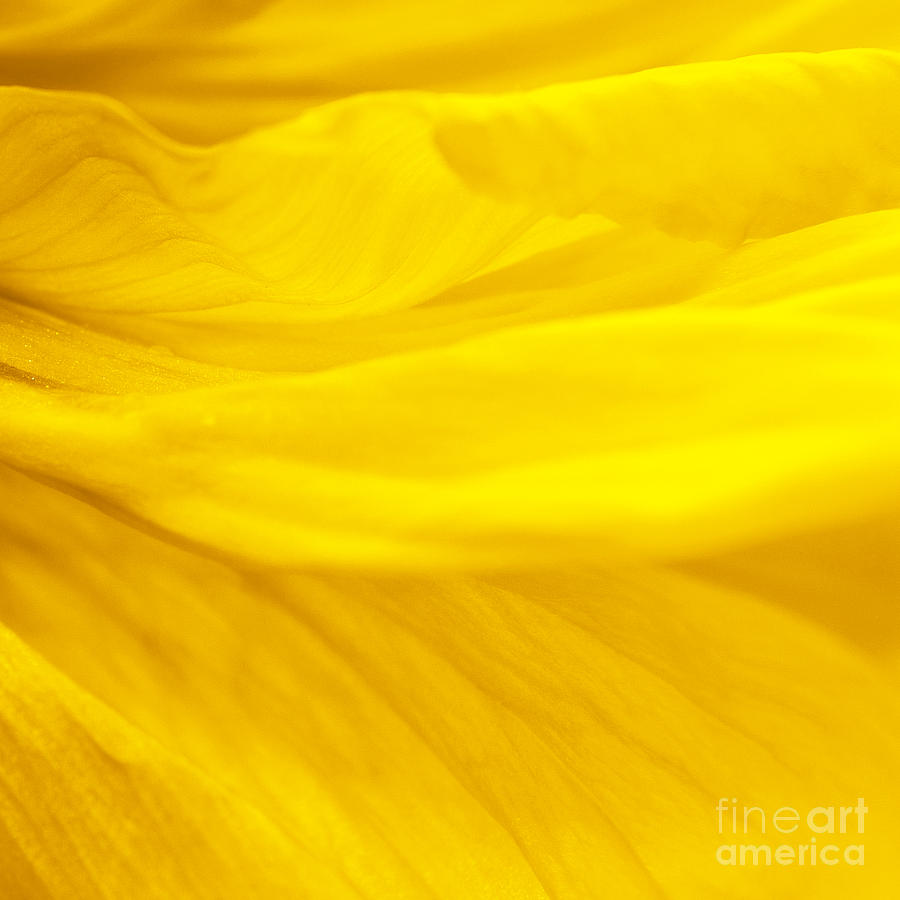 Why dream yellow 12 Why dream yellow 1