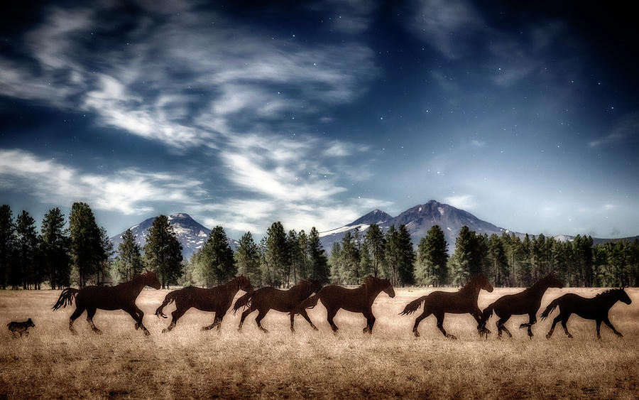 Dreaming Of Horses Photograph