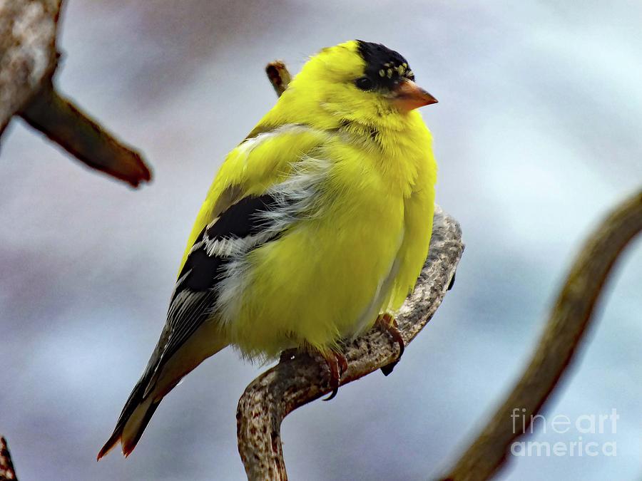 Soft And Fluffy - American Goldfinch Photograph