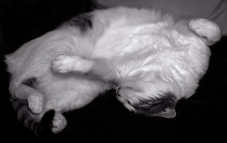 Dreaming Cat Photograph by Robert Ullmann